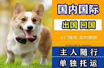 巴州宠物托运公司巴州宠物托运公司巴州宠物托运公司