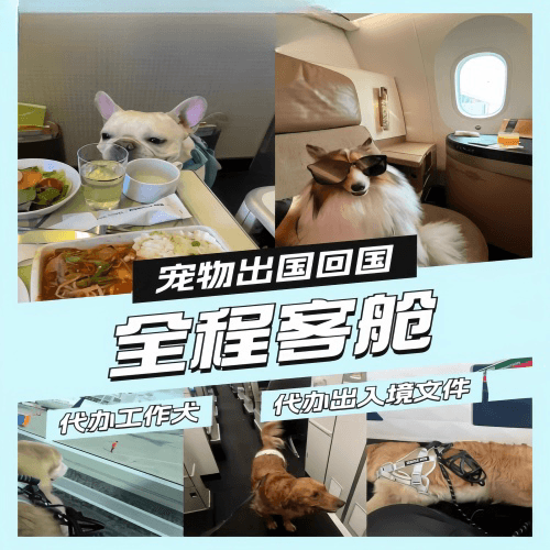 巴州宠物托运到白俄罗斯宠物入境规定和要求